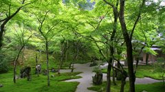 Maple tree path nature