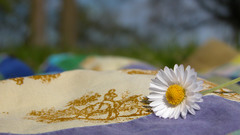 Margaret beautiful Flowers nature