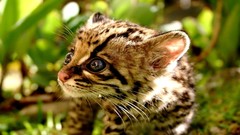 Margay Animals grass baby