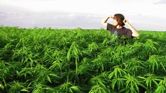Marijuana fields