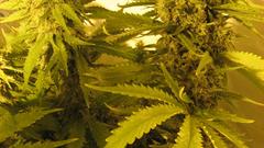 Marijuana Plants