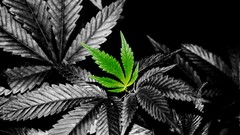 Marijuana selective coloring