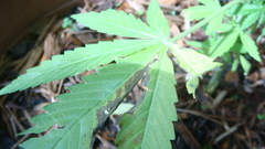 Marijuana weed miarijuana