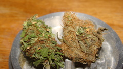 Marijuana Weeds