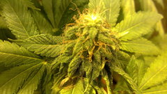 Marijuana Weeds (TV Series)