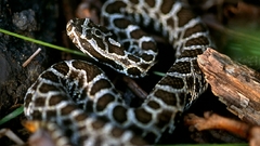 Massasauga old pitviper serpents