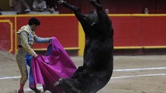 Matador bull fight