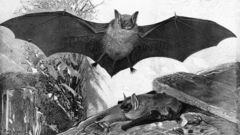 Mausohr painting high Art