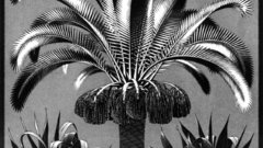 Mc escher palm Trees