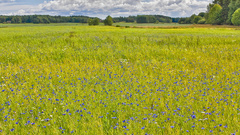 Meadow quite nature