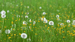 Meadows dandelions