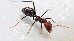 Meat eater ant feeding