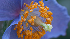 Meconopsis betonicifolia high