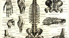 Medicine anatomy skeletons infographics