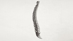 medicine spine Simple Background anatomy white background Bones