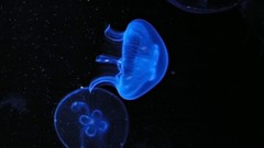 Medusa jellyfish