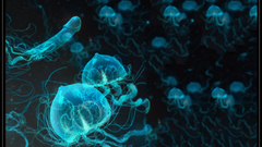 Medusa jellyfish