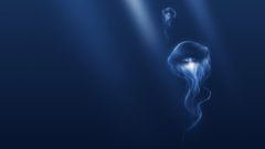Medusa jellyfish underwater