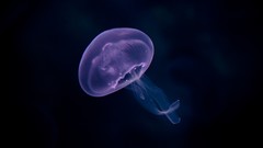 Medusa underwater