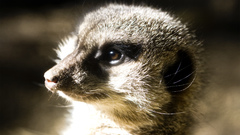 Meerkats