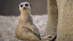 Meerkats