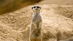 Meerkats Mammals