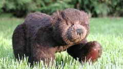 Meister petz high respedo