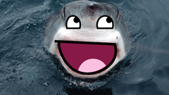 Meme Sharks