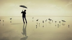 Men Umbrellas silhouettes Beaches reflections storks