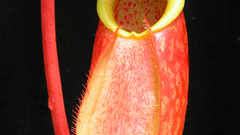 Merrilliana Trap just opening