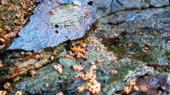 Metallic shells rocks Beaches