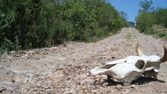 Mexico Cranes skulls cliche laeirbag jalisco colotlan