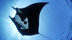 Mexico Islands manta ray