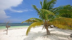 Mexico palm trees Beaches