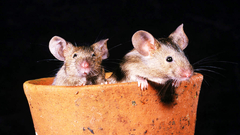 Mice flowerpot