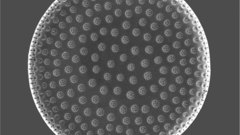 Micro high Resolution psammodiscus