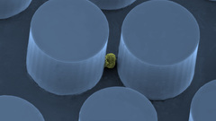 Microscopic lungs cancer