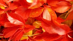 Microsoft windows 8 microsoft windows