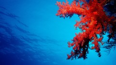 Microsoft windows 8 microsoft windows