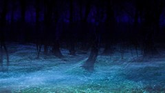 Midnight Flowers Art