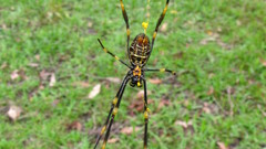 Might like This then