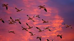 Migration Birds skyscapes geese