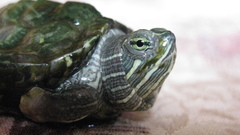 Mini turtle turtles military