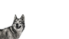 Minimalistic Animals Dogs monochrome