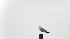 Minimalistic Birds grayscale monochrome
