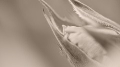 Minimalistic Flowers monochrome