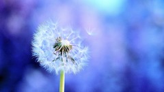 Minimalistic macro dandelions pollen