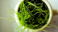 Minimalistic potted plant