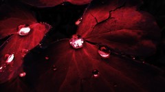 Minimalistic red water drops