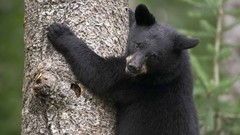 Minnesota black bear